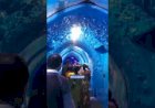 Underwater Tunnel Fish Aquarium Event Rent 8122540589 LED Tunnel Event Rent New concept India