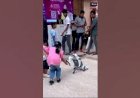 Dog Robot to Attract kids & guests Rent India #Dog #Robo New Event Activities school