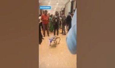 #Dog Robot New Concept in Event Chennai Bangalore Hyderabad Mumbai Goa Kerala India