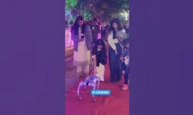 Dog Robot Event Rent 8122540589 Mumbai Pune Hyderabad Bangalore Delhi Chennai Goa Jaipur New concept