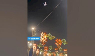 Flying Butterfly Event Rent 8122540589 Mumbai Pune Bangalore Hyderabad Gujarat Delhi Kerala India