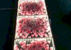 LED Glass Flower Floor platform pathway passage Decoration +91 81225 40589 New Concept Floor Chennai