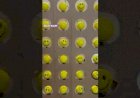 Interactive wall 81225 40589 smiley ball Corporate Event New Concept India