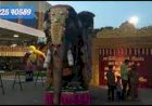 Grand Wedding Horse Elephant Entrance Decoration 8122540589 Chennai Coimbatore Andhra Bangalore