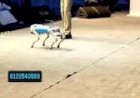 Dog Robot Event Rent 8122540589 Bangalore Chennai Hyderabad Mumbai Goa Pune vizag Delhi Andhra India