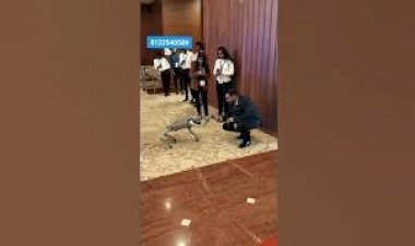 Dog Robot Ai Event Rent 8122540589 Hubli Bangalore karnataka Hyderabad Mumbai Pune Delhi  India