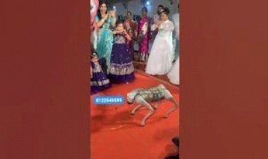 Dog Robot Event Rent 8122540589 Bangalore Hyderabad Andhra Mumbai Delhi pondicherry Goa Noida India